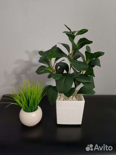 Куст зелени в кашпо