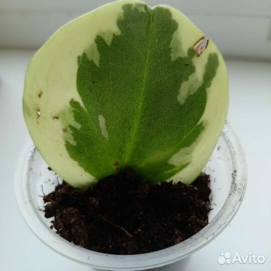 Пеперомия вариегатная