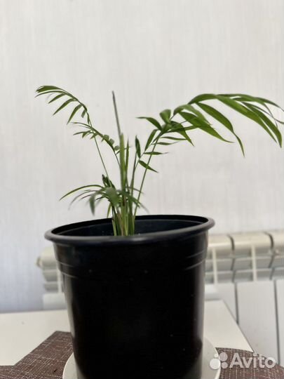 Денежное дерево