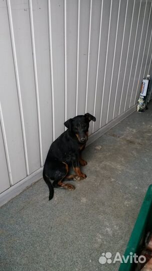 Щенки метисы