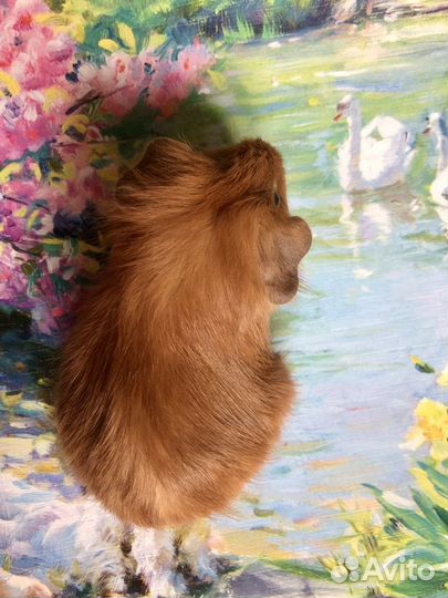 Морская свинка девочка 1 месяц