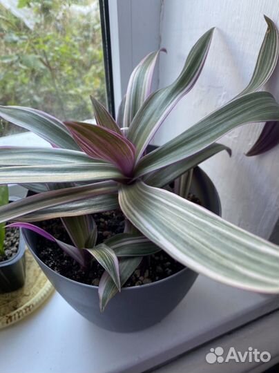 Традесканция ситара рео