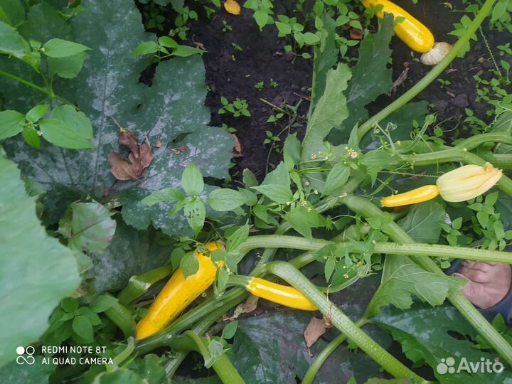 Кабачки и тыкву