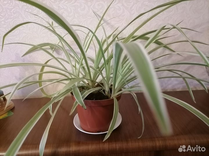 Хлорофитум