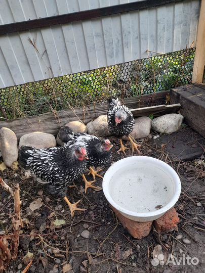 Петухи ухейилюй (4 мес) и виандоты (3 мес)