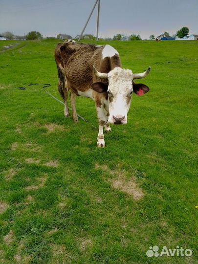 Корова и бык