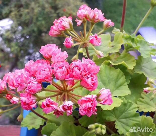 Пеларгония герань