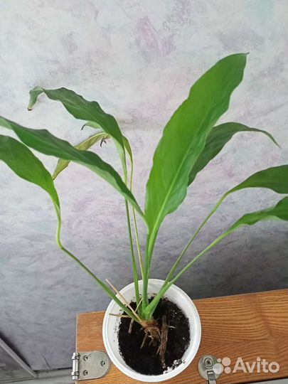 Спатифиллум, женское счастье