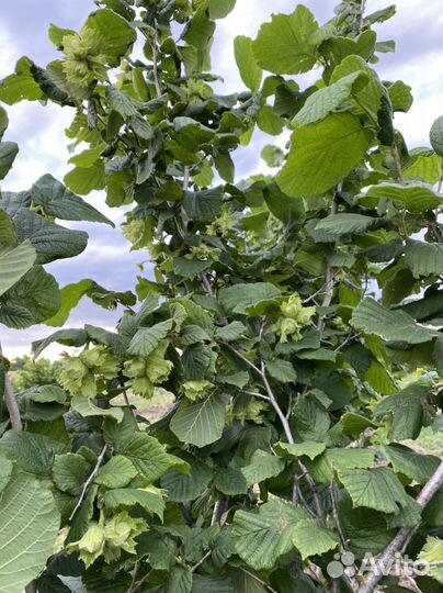 Саженцы фундука 2-х летние в зкс