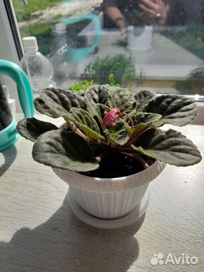 Спатифиллум