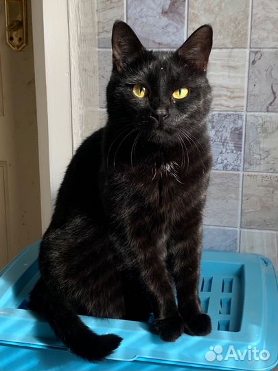 Кошка в добрые руки