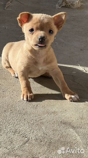 Той-терьер щенки