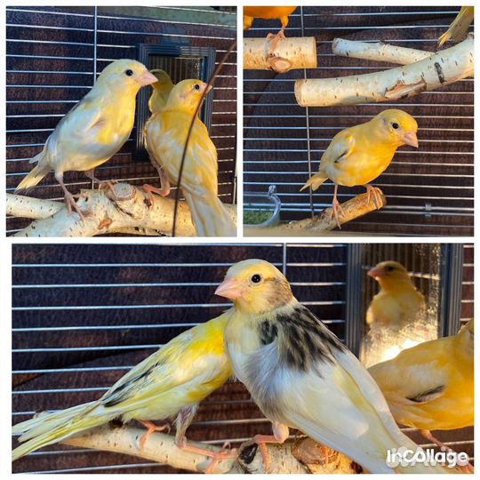 Кенара и канарки