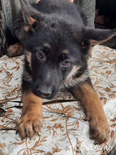 Щенки немецкой овчарки