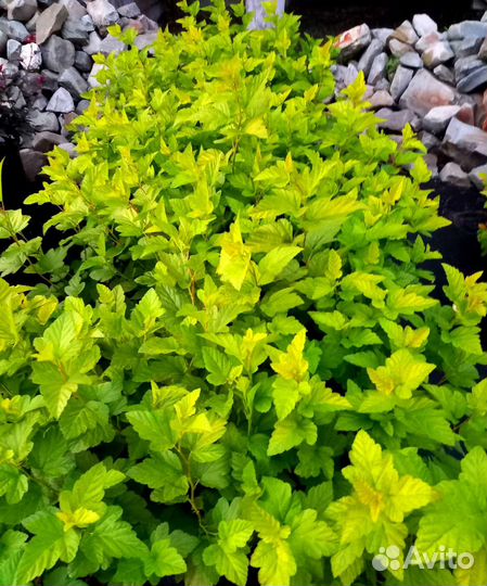 Пузыреплодник Диаболо, Дартс Голд 80-100см