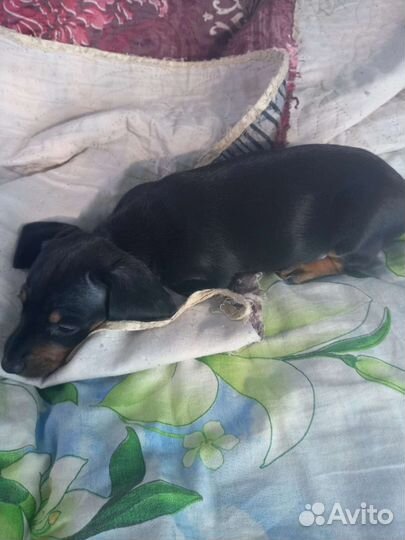 Такса вязка