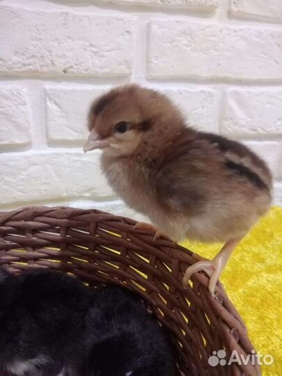 Цыплята Доминант