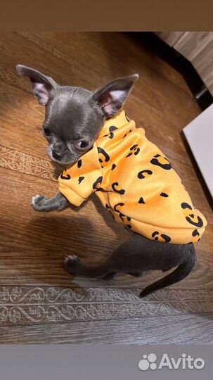 Чихуахуа мини