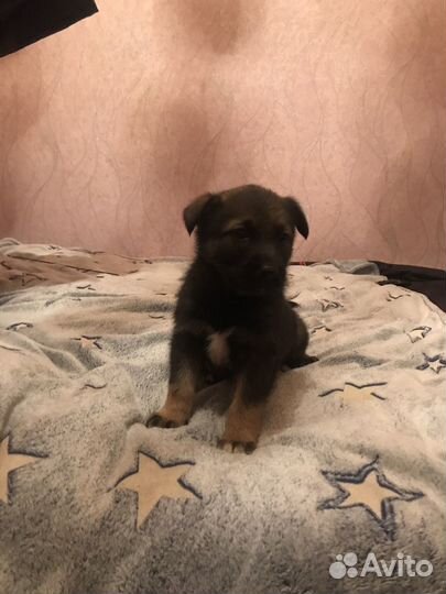 Собака в добрые руки даром