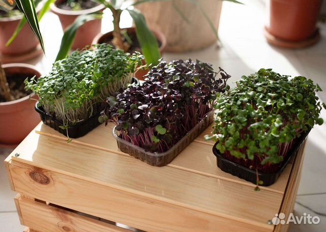 Набор для выращивания микрозелени