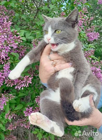 Красивая зеленоглазая кошечка,бросили хозяева