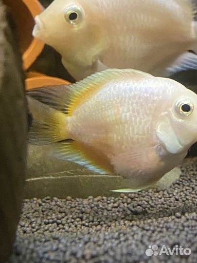 Платиновые попугаи и мальки еллоу