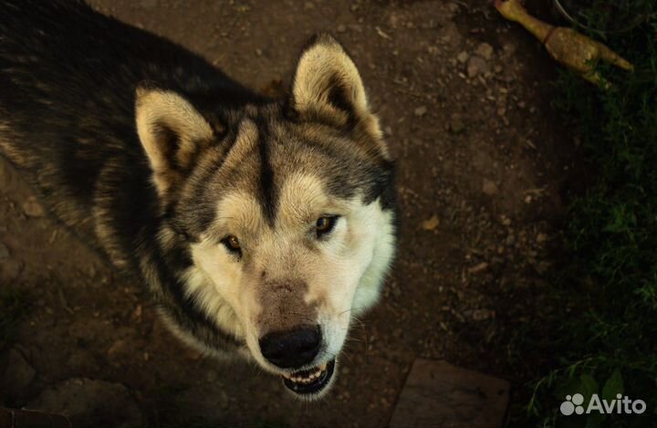 Аляскинский маламут