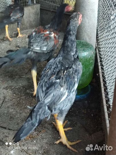 Бойцовые куры, молодежь