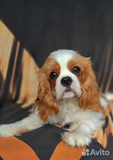 Щенки кавалер кинг чарльз спаниель