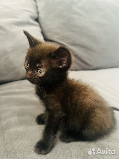 Котята шоколадные