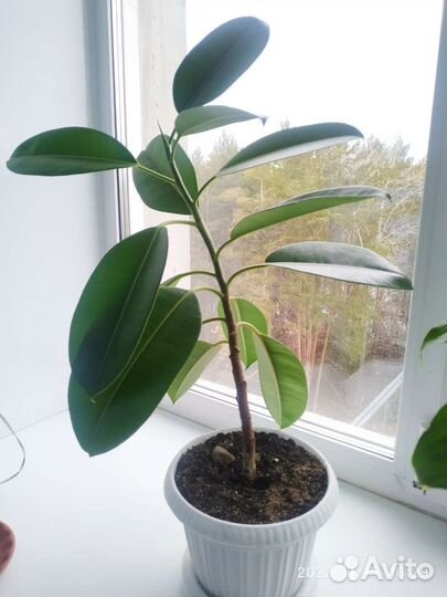 Фикус каучуконосный или эластика