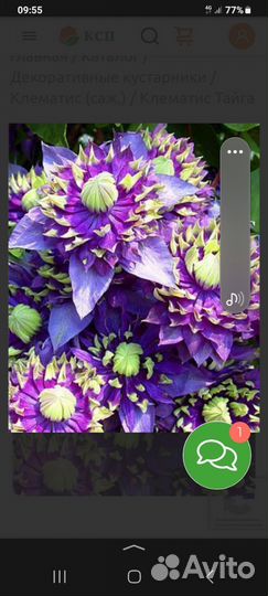 Клематис Тайга