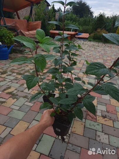 Гортензия Сандей фрайз