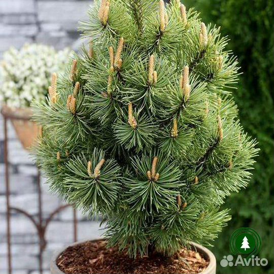 Сосна горная 1,6 м и др