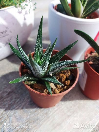 Суккуленты