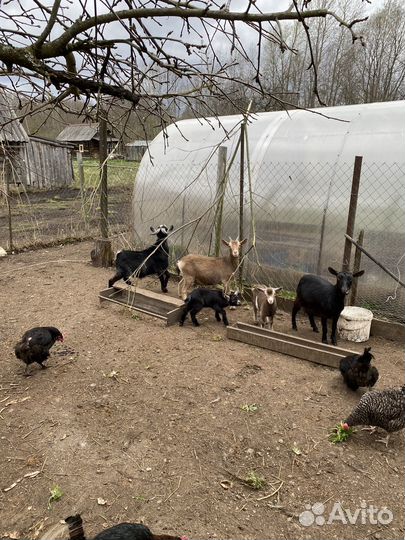 Камерунские козы