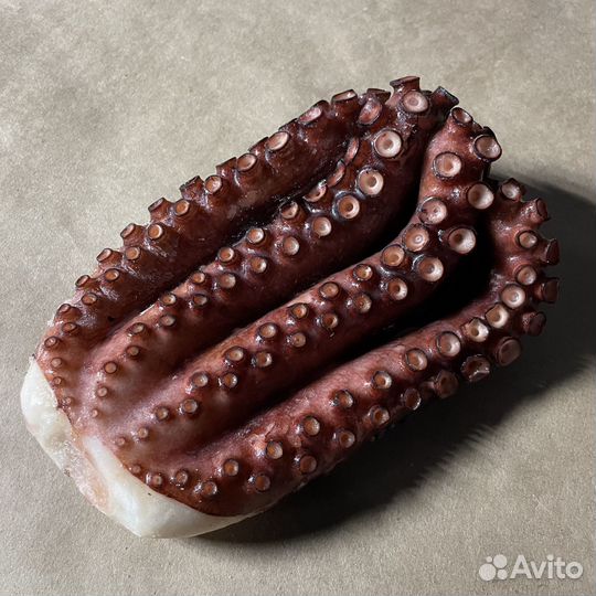 Осьминог песчаный