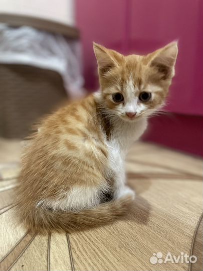 Отдам в добрые руки