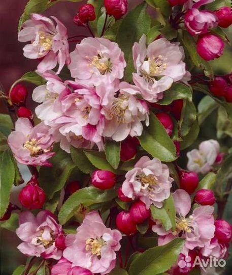 Яблони декоративные