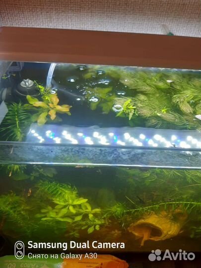 Аквариумные растения