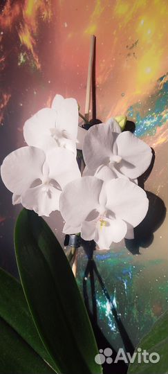 Белоснежный биг лип