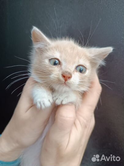 Котёнок-мальчик в добрые руки
