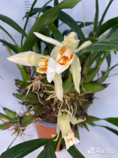 Орхидея целогина coelogyne Sabine