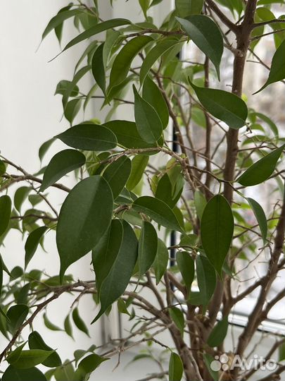 Фикус бенджамина + кашпо IKEA