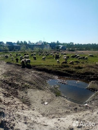 Овцы и Бараны