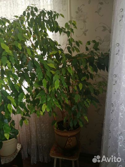 Гибискус, китайская роза