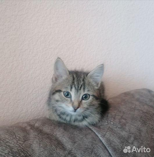 Кеша ищет маму