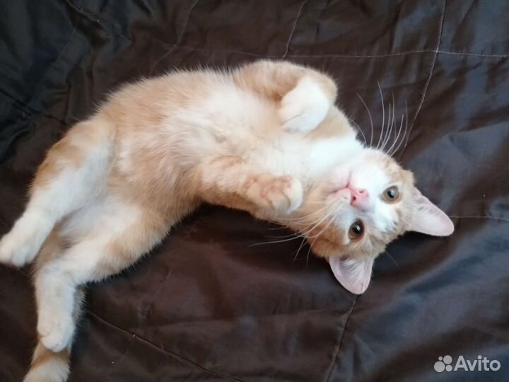 Кот говорун