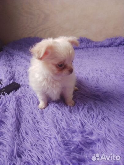 Чихуахуа мини