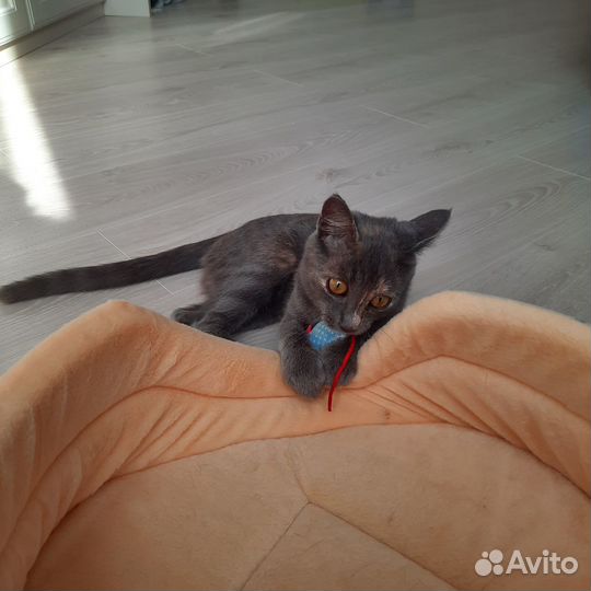 Котенок Моня в добрые руки